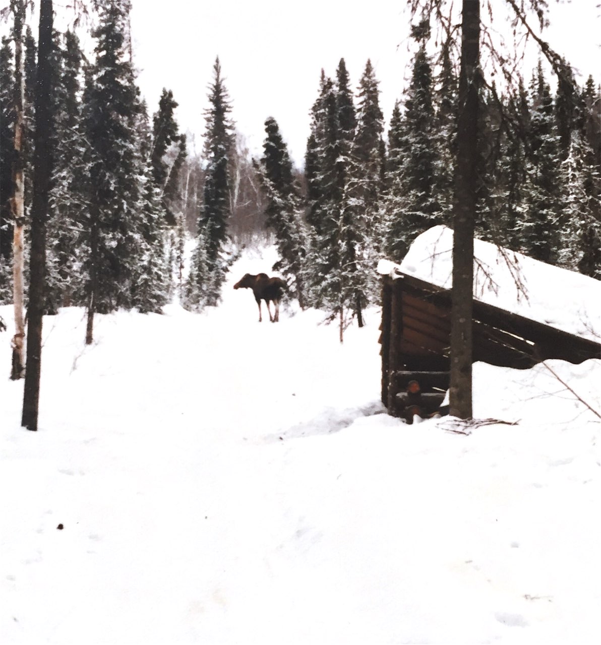 Watch out for charging bull moose