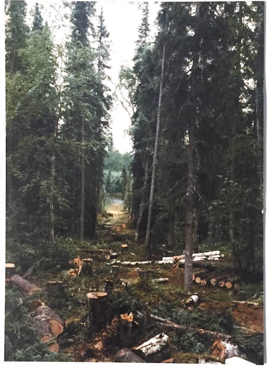 lots of tall spruce to cut for making a cabin