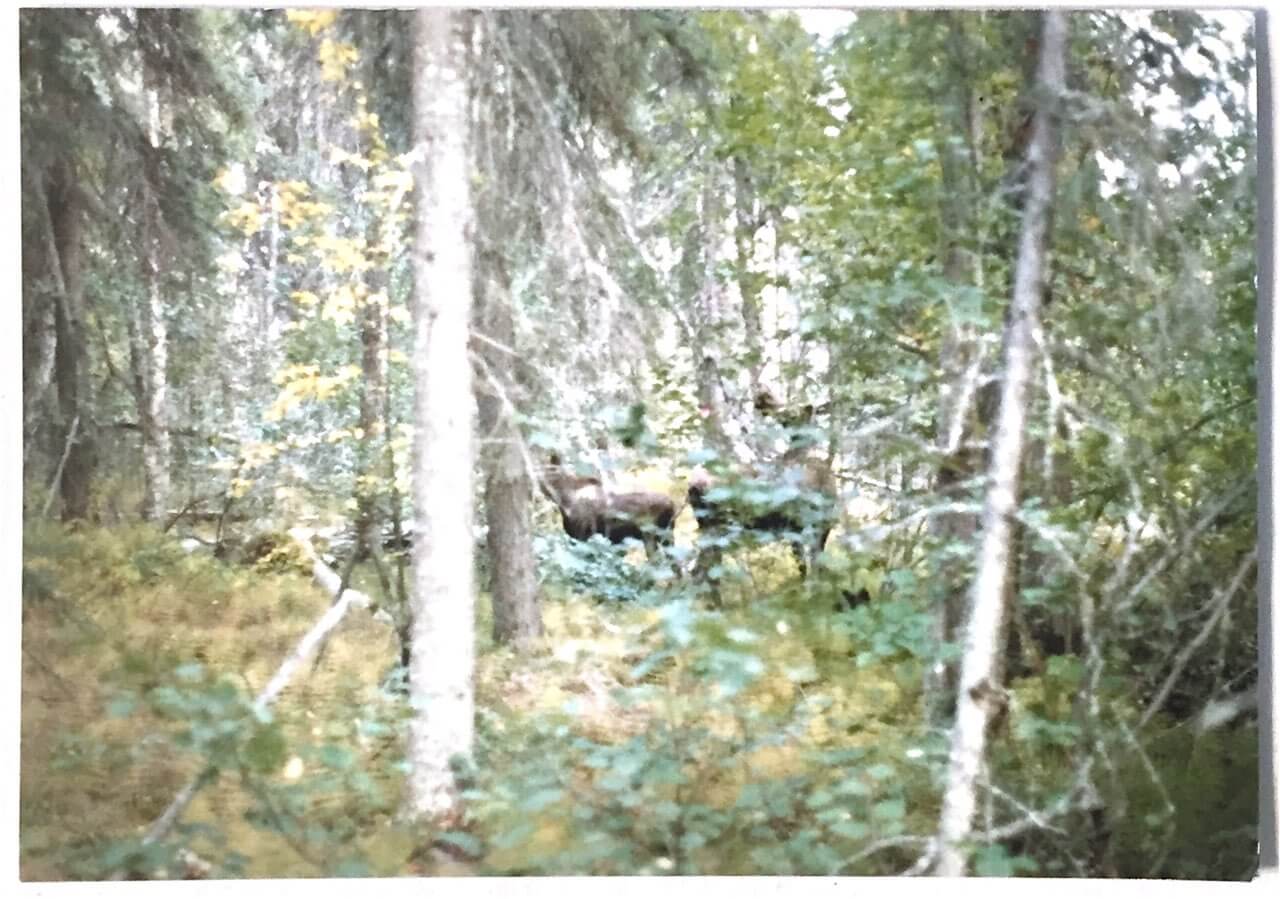 a cow moose with two calves welcomed us home